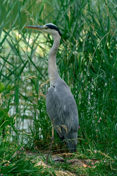 Close up of a grey heron in it´s natural habitat — Stock Photo, Image