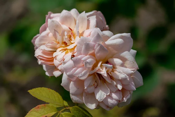 Schöne Nahaufnahme von zwei rosafarbenen englischen Rosenblütenköpfen — Stockfoto