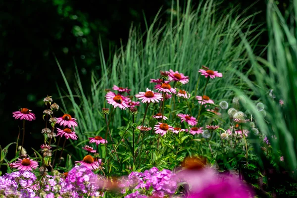 Renkli pembe ve mor yaz çiçek yatak güzel manzarası zeka — Stok fotoğraf