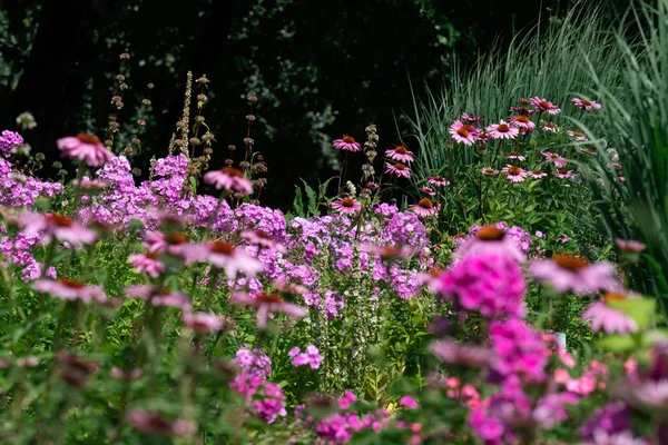 Vista panorámica de un colorido rosa y púrpura cama de flores de verano ingenio —  Fotos de Stock