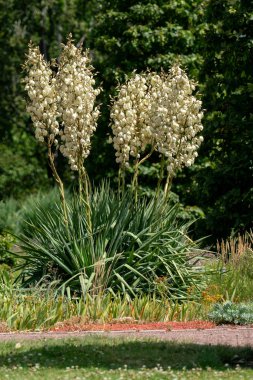 parlak güneşte çiçek açan Yucca filementosa