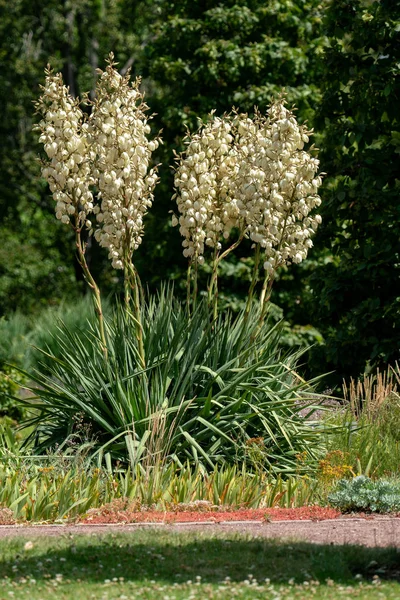parlak güneşte çiçek açan Yucca filementosa