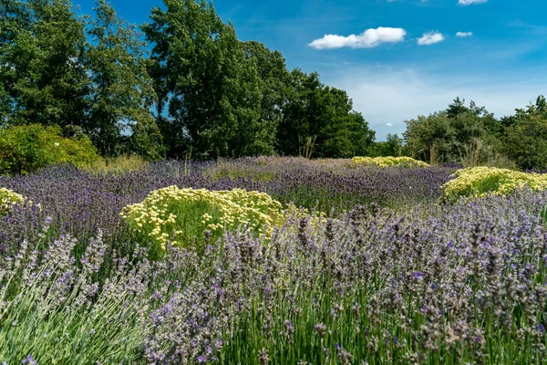 Púrpura y macizo de flores blanco con lavanda y hierba de oliva —  Fotos de Stock