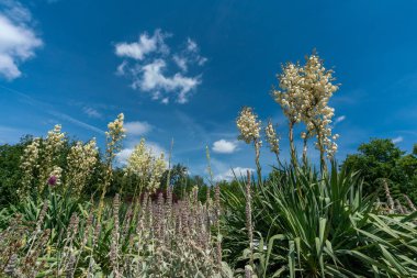 birkaç beyaz Yucca Filamento featuring pitoresk yaz çiçek yatağı