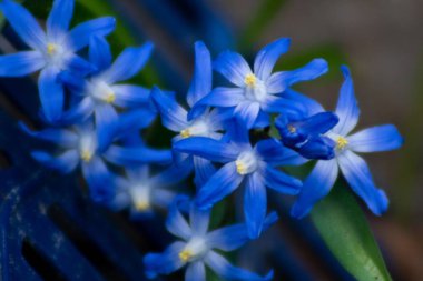 mavi Scilla çiçekler ayrıntılı makro yakın 