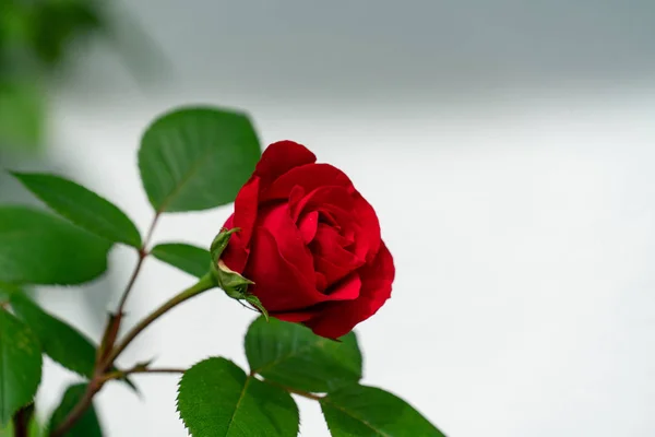 Isolierte rote Rose mit weißem leeren Textfeld — Stockfoto