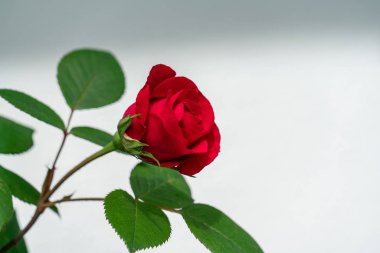 Beyaz boş metin alanı ile izole kırmızı gül
