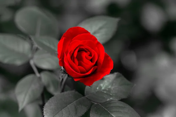 Ενιαίο κόκκινο τριαντάφυλλο με μονόχρωμη γκρίζα φόντο — Φωτογραφία Αρχείου