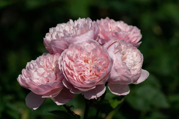 Close up of several pink "Alnwick" rose heads — Stock Photo, Image