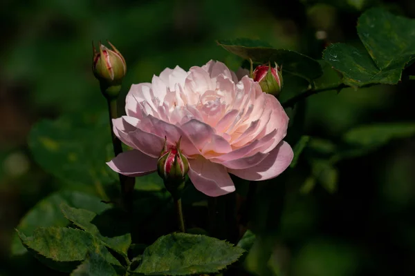 Primer plano de una rosa "Alnwick" cabeza de rosa — Foto de Stock
