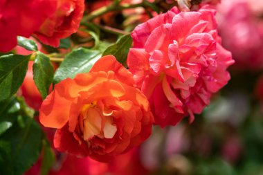 güzel yakın yukarı birkaç kırmızı ve turuncu gül çiçek kafaları o