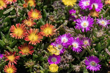 Turuncu ve mor çiçek açan buz bitkileri (Delosperma cooperi) 