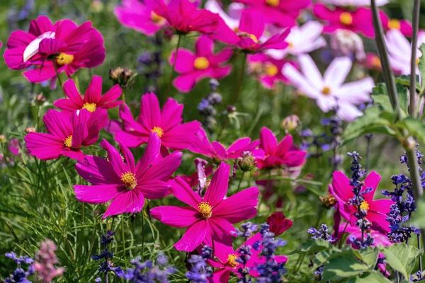 Renkli mor cosmea çiçek kafaları (Bahçe evren) — Stok fotoğraf