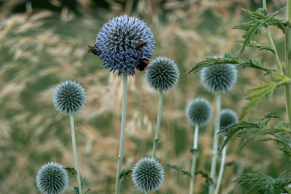 Arılar ile çiçeklenme Globe Thistle (Echinops) — Stok fotoğraf