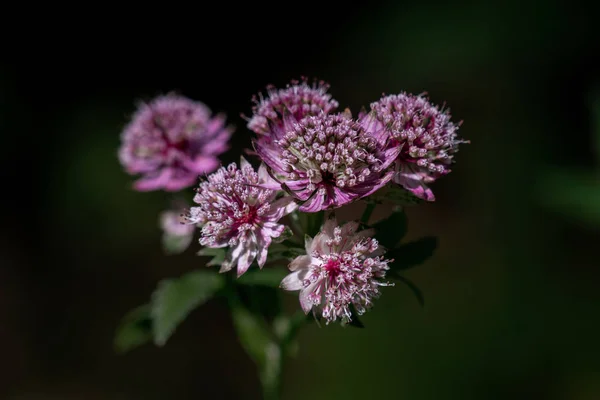 Primer plano plano de astrantia púrpura y blanca mayor (gran masterw —  Fotos de Stock