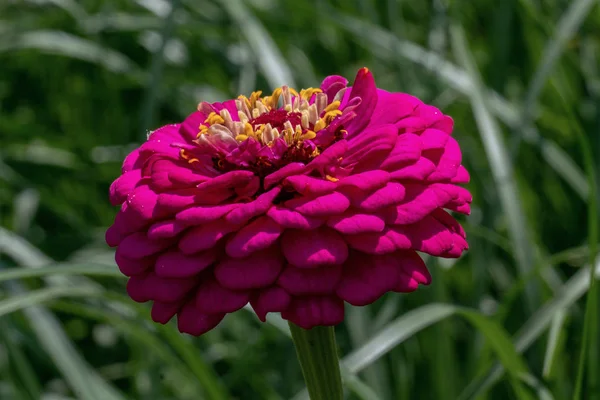Bliska purpurowa głowa kwiat Cynia — Zdjęcie stockowe