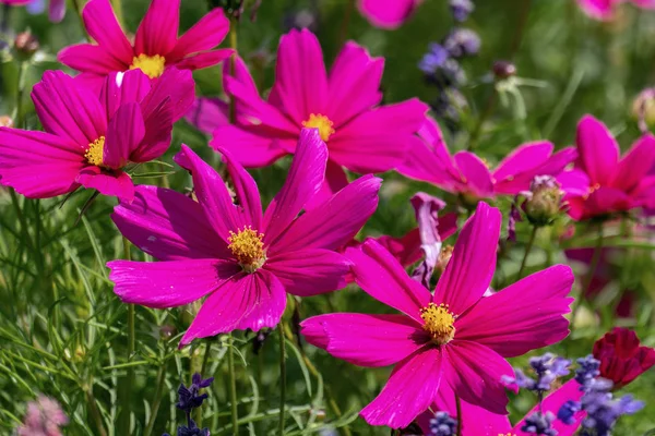 Bunte lila Kosmetikblütenköpfe (Gartenkosmos) — Stockfoto