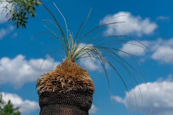 Nahaufnahme eines Grasbaums (Xanthorrhoea)) — Stockfoto