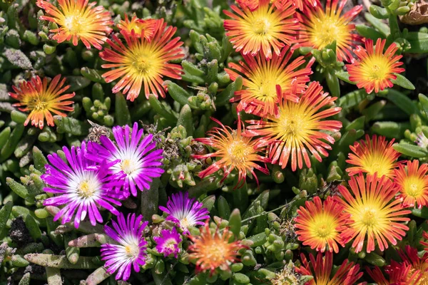 Oranje en paarse bloeiende ijsplanten (Delosperma cooperi) — Stockfoto