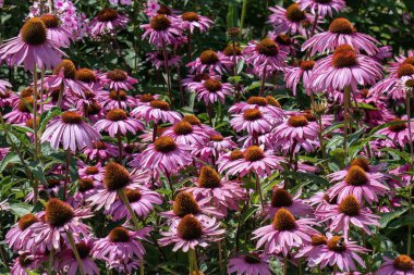 Mor koneflowers ile çiçek yatağı (Ekinezya)