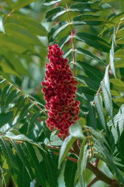 Bir staghorn sumak kırmızı çiçek açan kulak (Rhus typhina hirta)