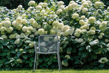 Beyaz çiçek açan çalıların önündeki çimenlikte tek sandalye