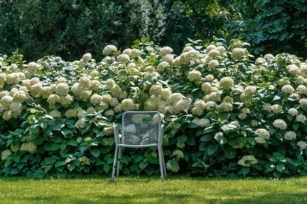 Single chair on a lawn in front of white blooming bushes