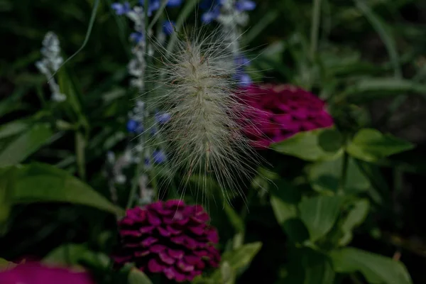 Colorido primer plano de un gras ornamental floreciente — Foto de Stock