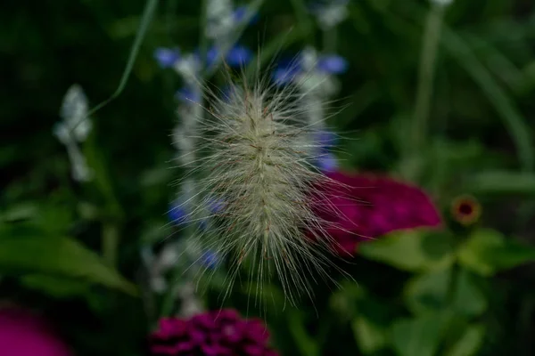 Colorido primer plano de un gras ornamental floreciente — Foto de Stock