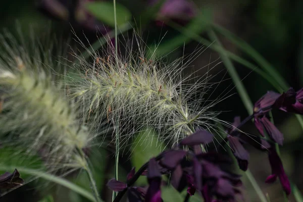 Colorido primer plano de un gras ornamental floreciente — Foto de Stock