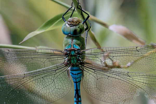 Gros plan d'une libellule plus pauvre en bleu — Photo