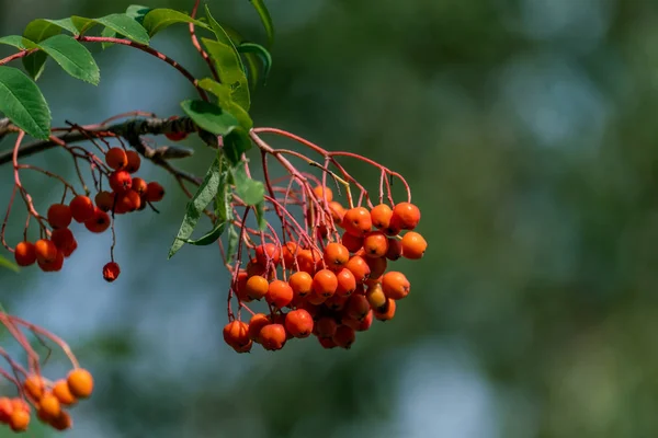 Primer plano de hermosas bayas de rowan naranja — Foto de Stock