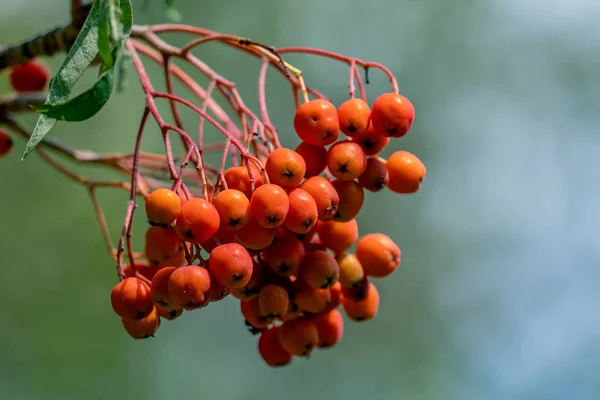 Close up of beautiful orange rowan tree berries — Stock Photo, Image