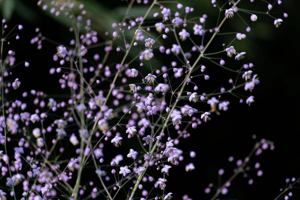 Цветной макро крупным планом розового цвета Gypophila paniculata — стоковое фото