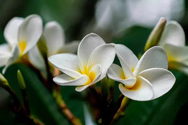 Primo piano di bellissimi fiori bianchi Frangipani — Foto Stock