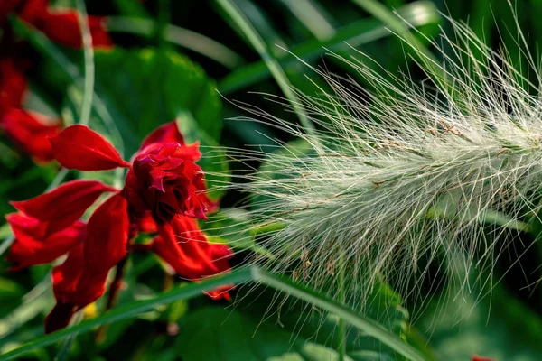 Красочный крупный план цветущей декоративной травы и красного шалфея — стоковое фото