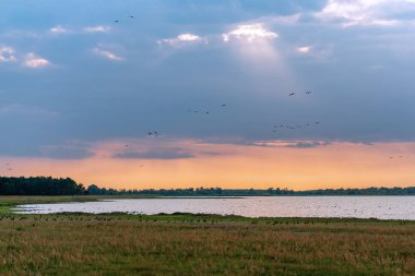 Almanya'da Guelper See'deki yaban kazlarının nüfusu