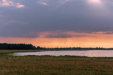 Almanya'da Guelper See'deki yaban kazlarının nüfusu