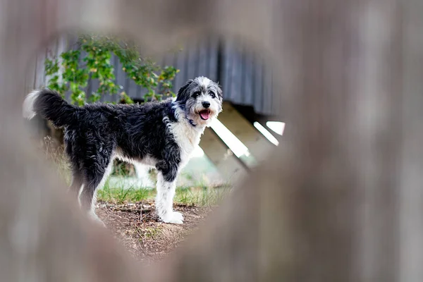 Um cão preto e branco visto através de um buraco em forma de coração — Fotografia de Stock