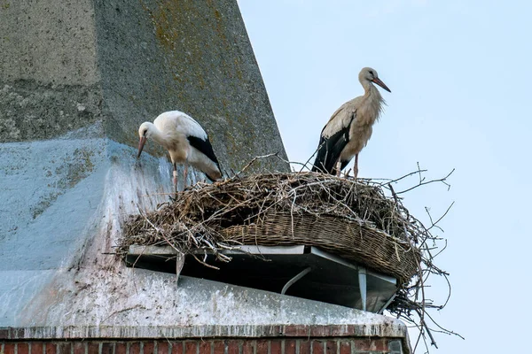 A stork couple in it��s nest on a church tower — Stock Photo, Image