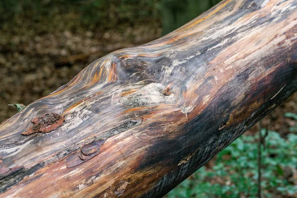 Detail nádherně zrnité dřevo kmene borovice — Stock fotografie