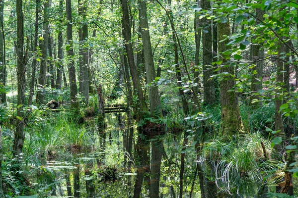 Bir Alman bataklık alanında suda duran ağaçlar - Briesetal yakın 