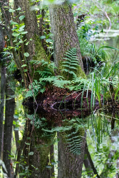 Stromy stojící ve vodě v německé bažině-Briesetal blízko — Stock fotografie