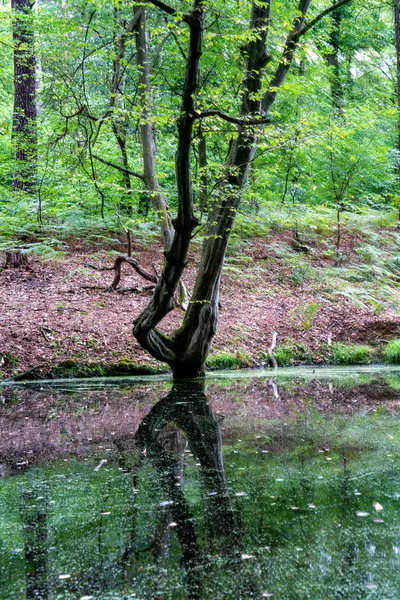 Bomen staan in het water in een Duits moerasgebied-Briesetal in de buurt van — Stockfoto