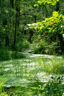 Alman bataklık bölgesinde ördek oluresi ile dolu suda duran ağaçlar 