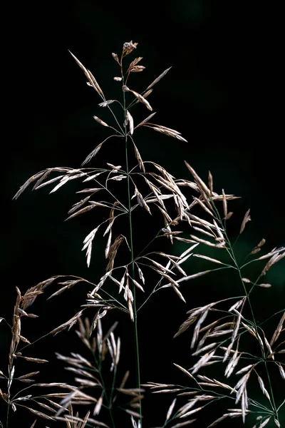 Beau gros plan d'une délicate panicule d'herbe fleurie avec bla — Photo