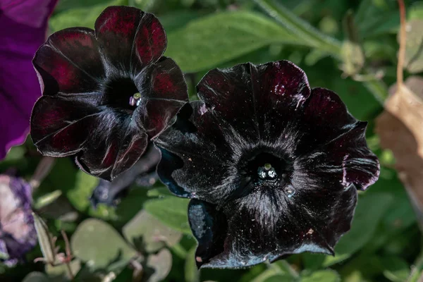 Close up de duas raras flores de petúnia preta — Fotografia de Stock