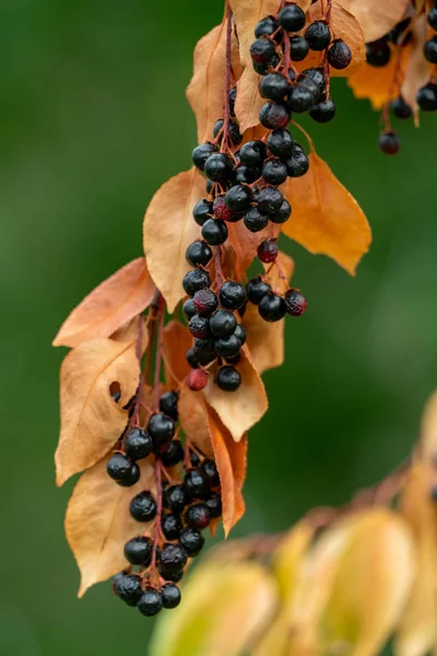 Close up de bagas pretas secas e folhas amarelas de um prunus se — Fotografia de Stock