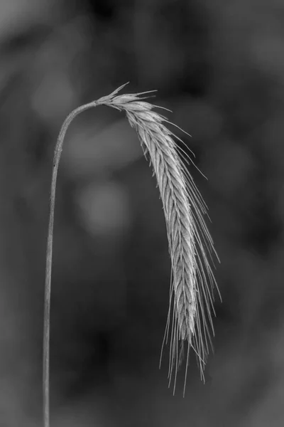 Monocromo cerca de una sola espiga de grano en un estado de luto — Foto de Stock