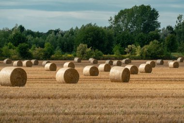 Biçilmiş bir mısır gevreği üzerinde saman yuvarlak balyalar ile neşeli sonbahar sahnesi